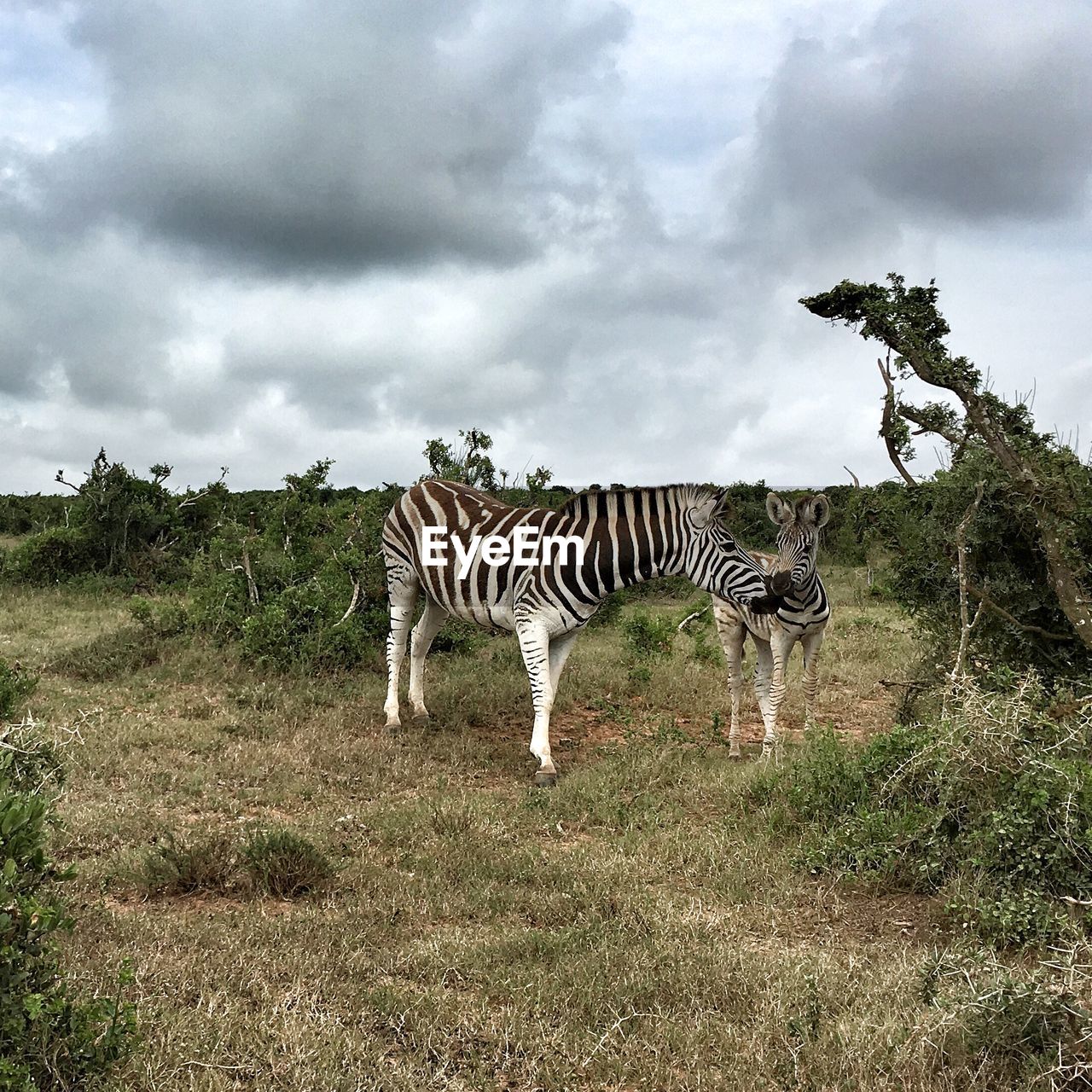 Zebras standing on field against cloudy sky