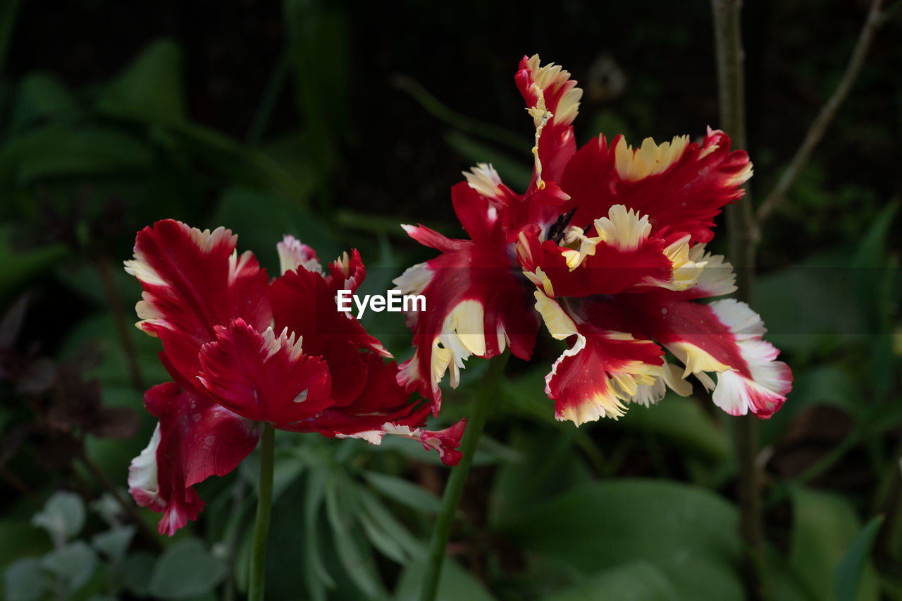 flower, flowering plant, plant, beauty in nature, freshness, close-up, petal, nature, red, fragility, flower head, inflorescence, growth, blossom, focus on foreground, no people, pink, plant part, botany, leaf, outdoors, pollen, springtime