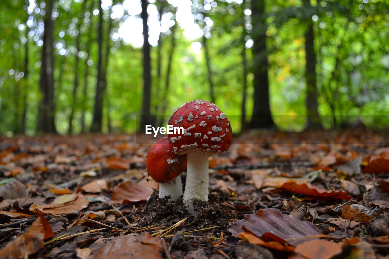 Close-up of fly agaric mushroom in forest