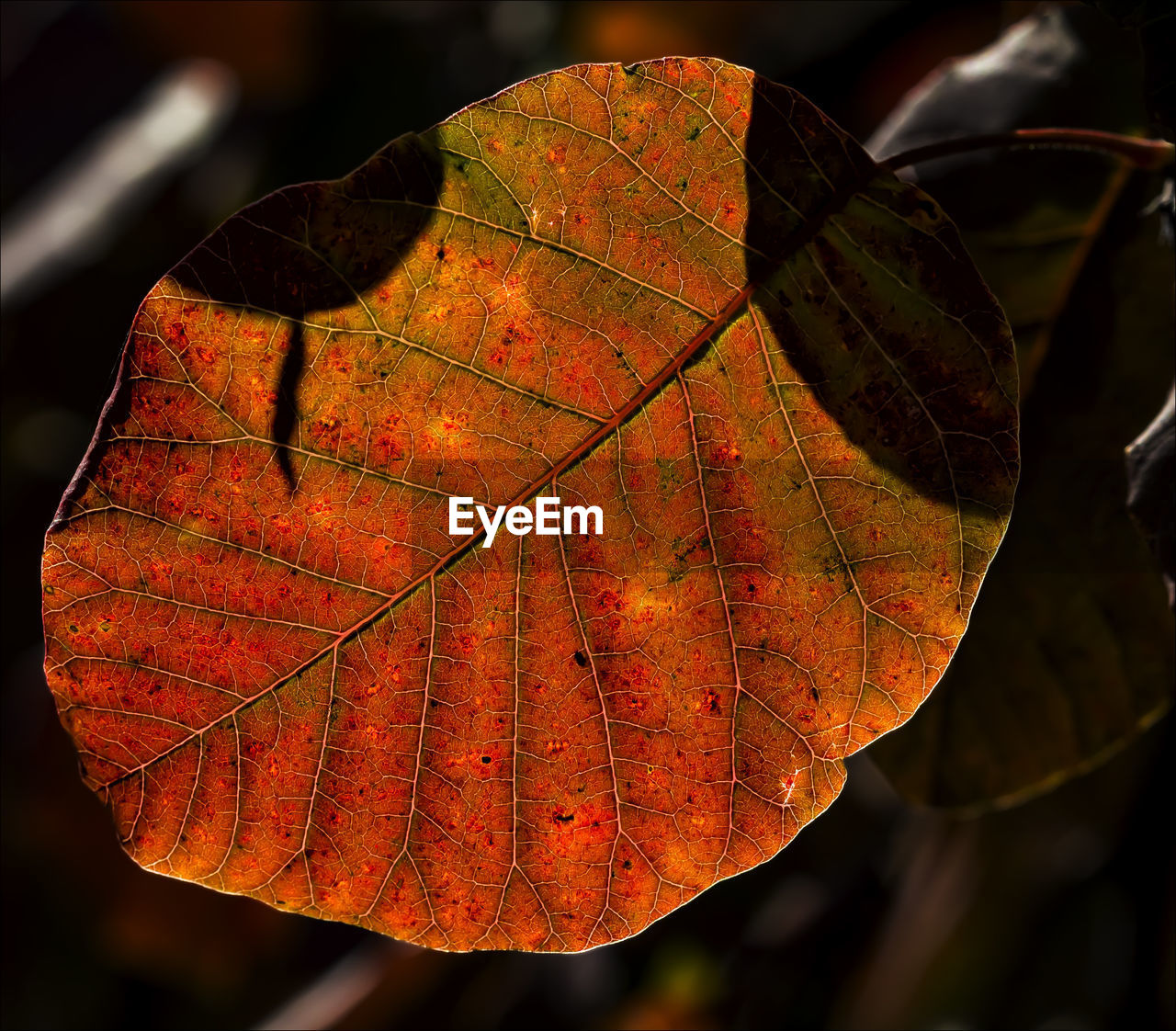 CLOSE-UP OF LEAF DURING AUTUMN