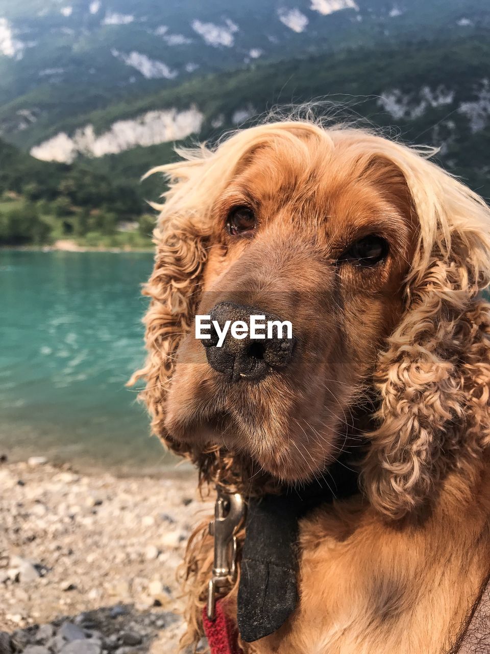 Close-up portrait of a dog on the lake