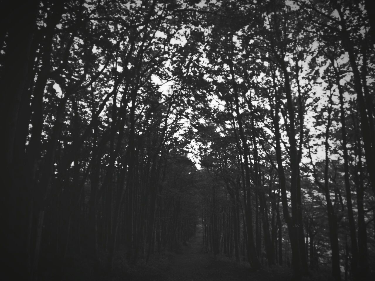 VIEW OF TREES IN FOREST