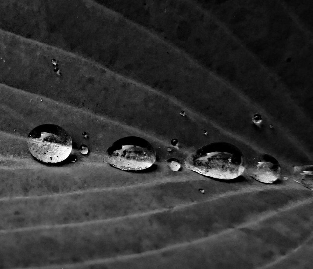 High angle view of water drops on leaf