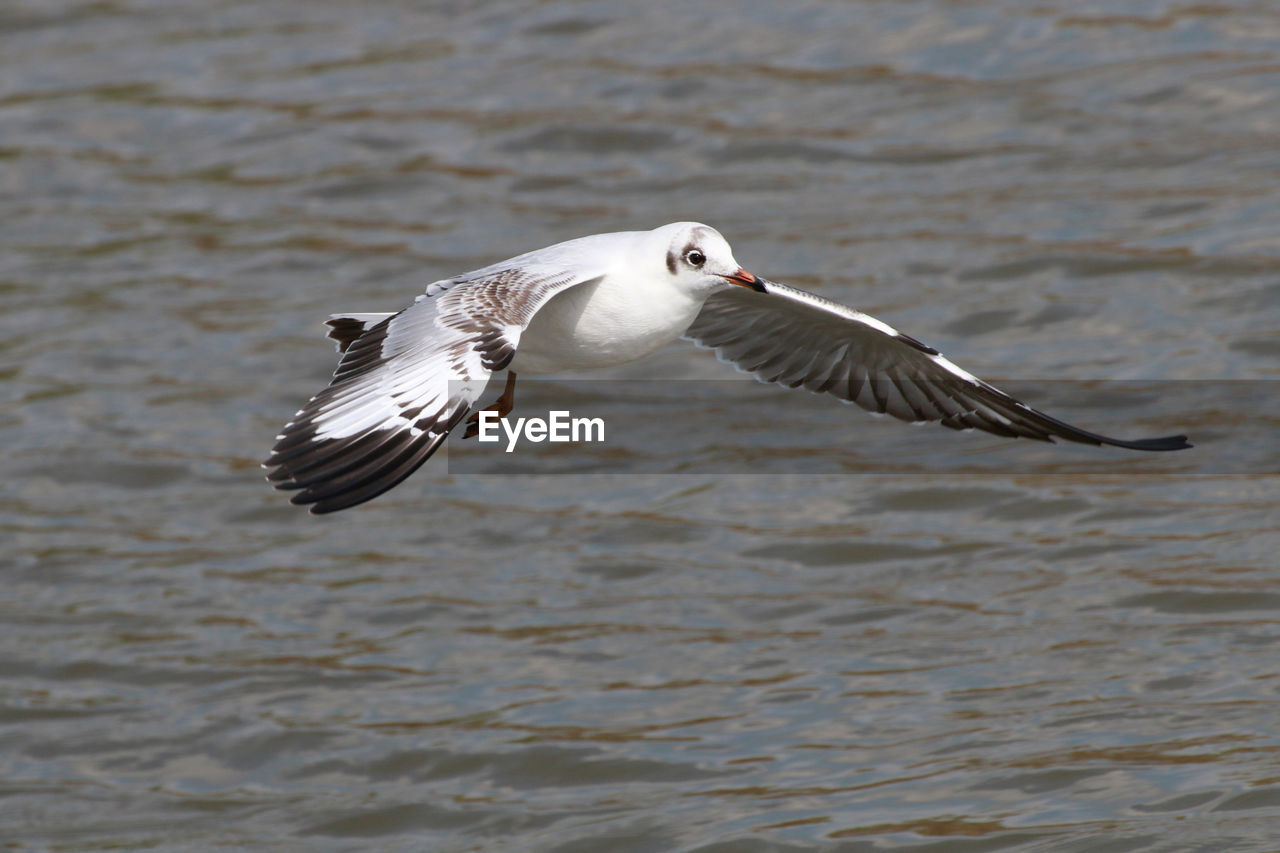 SEAGULL FLYING