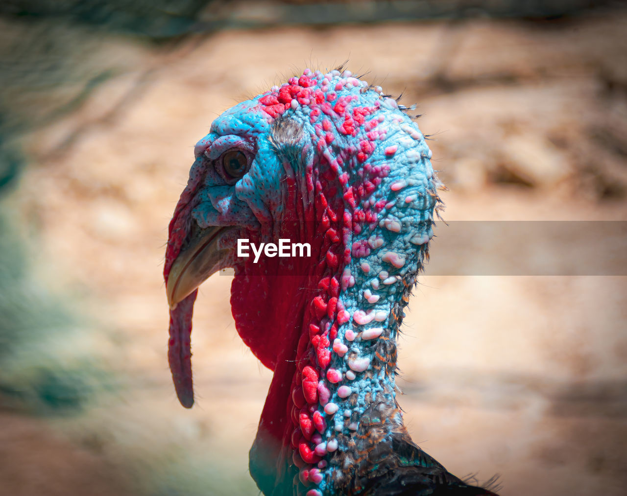 animal themes, animal, one animal, red, bird, close-up, blue, animal body part, wild turkey, turkey, domesticated turkey, beak, multi colored, animal wildlife, domestic animals, animal head, nature, livestock, no people, outdoors, mammal, macro photography, focus on foreground