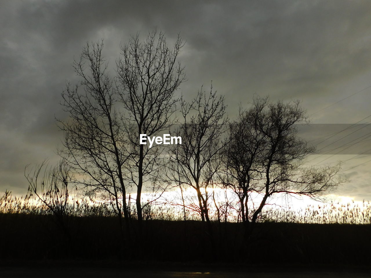 Silhouette of bare trees against cloudy sky