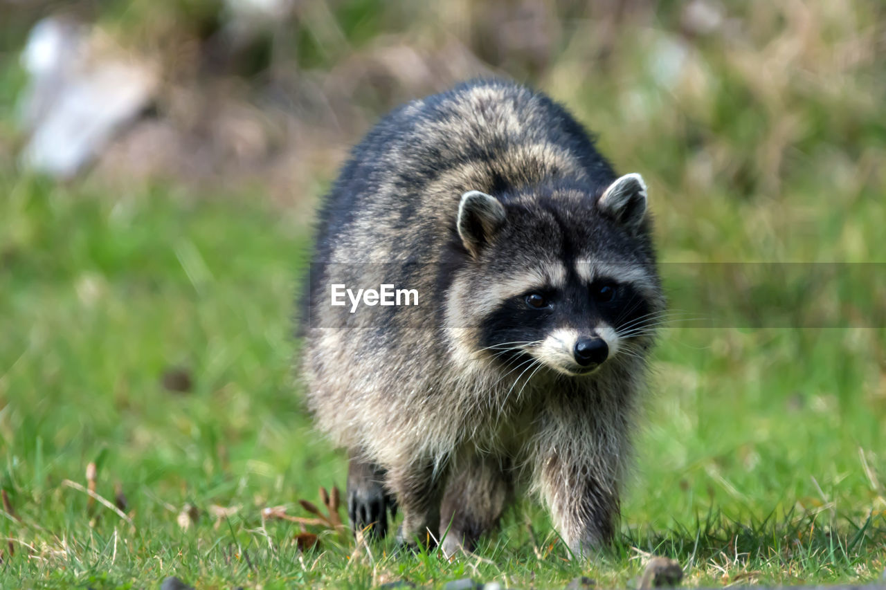 Close-up of racoon on field