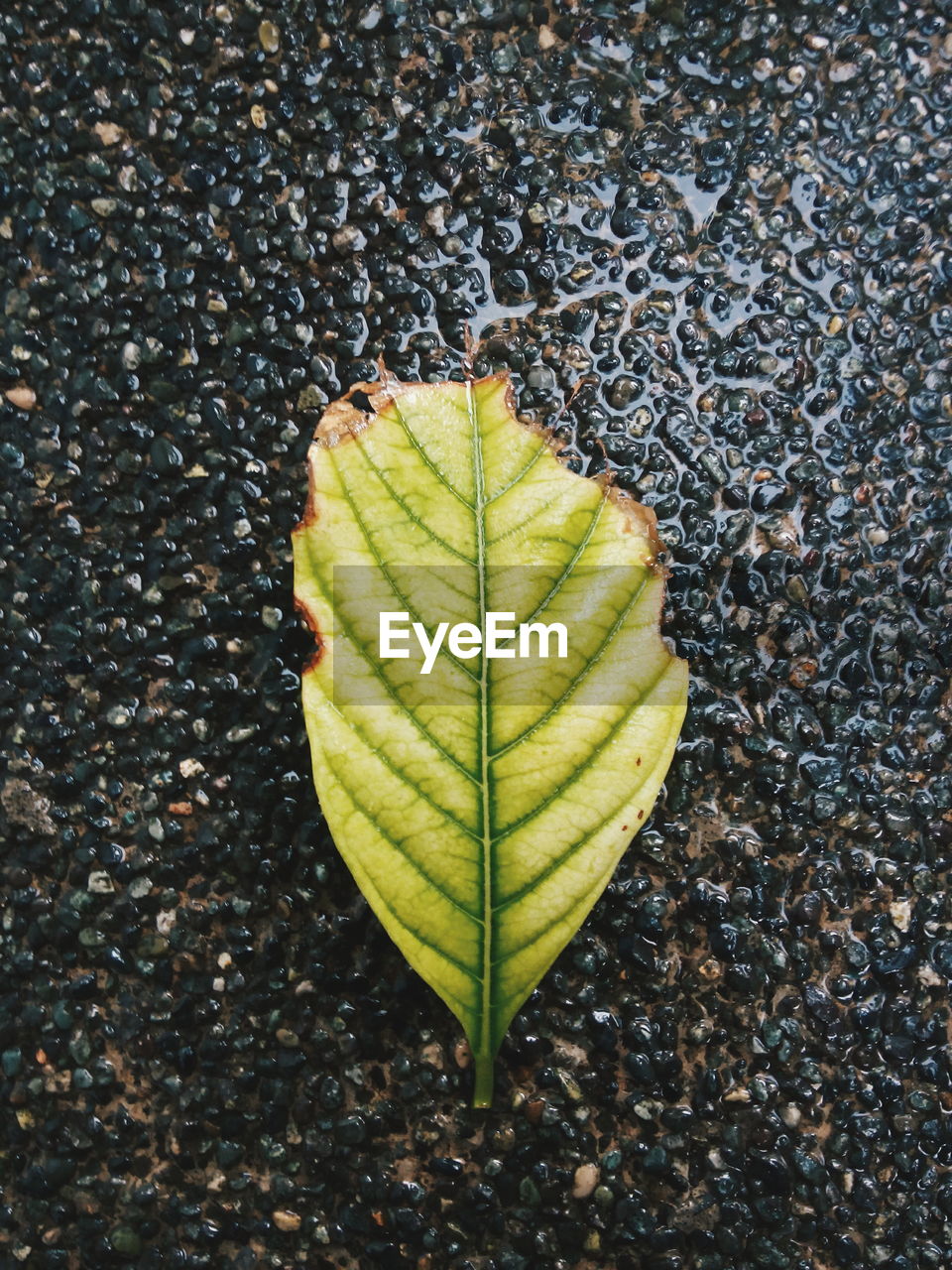 Close-up of autumn leaf