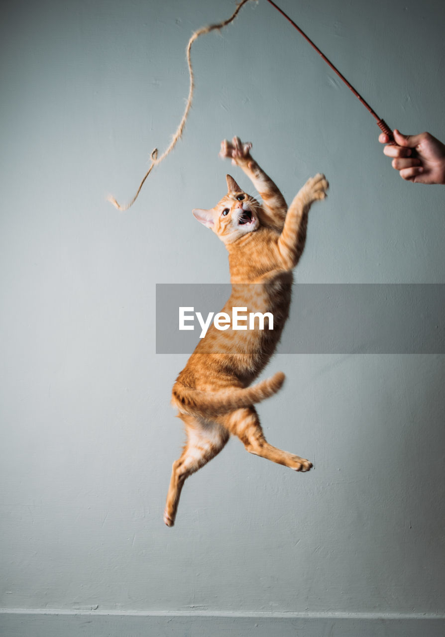 LOW ANGLE VIEW OF CAT HANGING FROM WALL