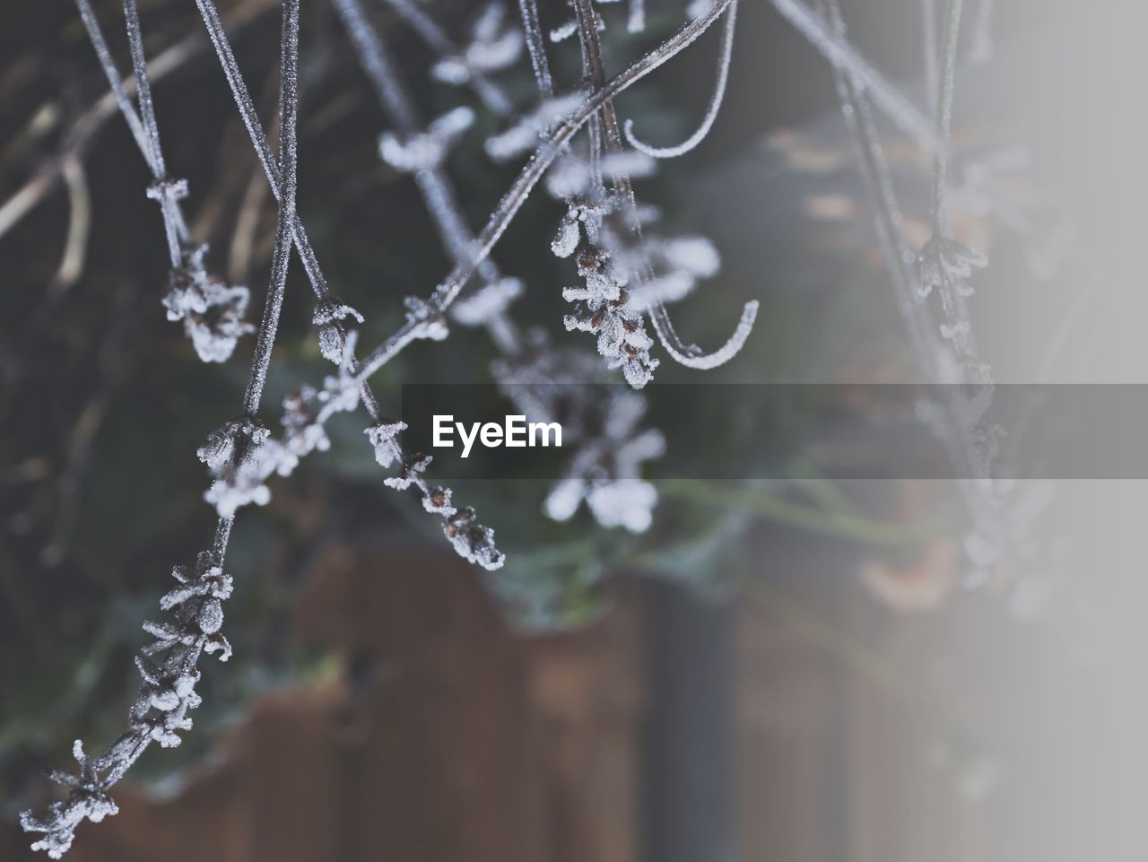 Close-up of frozen plant