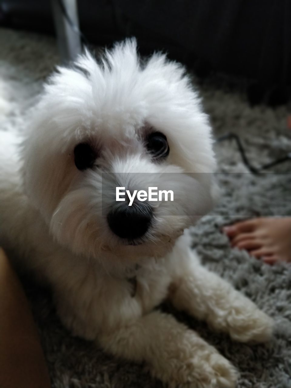 CLOSE-UP PORTRAIT OF WHITE PUPPY