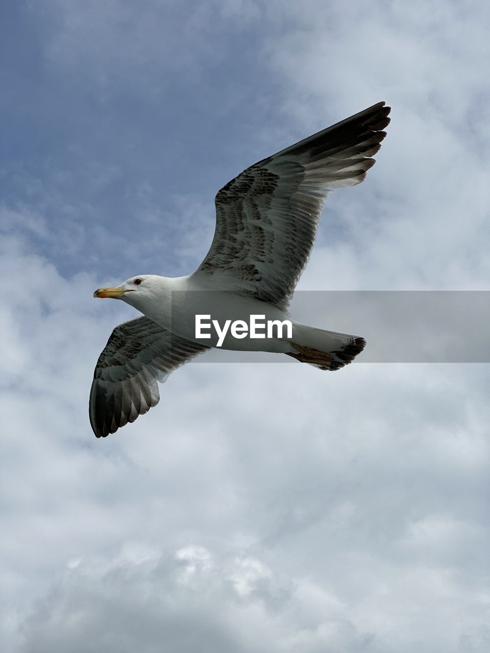 low angle view of bird flying against sky