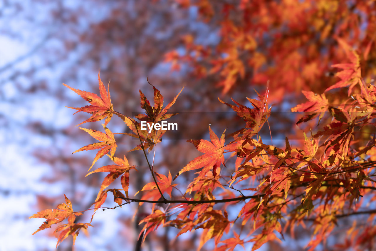 autumn, leaf, plant part, tree, nature, plant, beauty in nature, orange color, branch, red, maple tree, no people, sky, tranquility, environment, autumn collection, land, outdoors, backgrounds, scenics - nature, selective focus, focus on foreground, day, yellow, multi colored, landscape, maple leaf, close-up, maple, vibrant color, sunlight, forest, idyllic, tranquil scene, non-urban scene