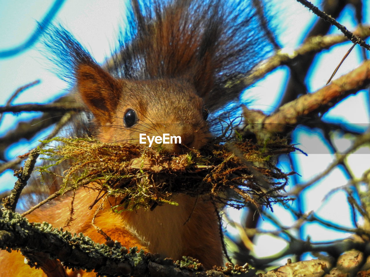 CLOSE-UP OF SQUIRREL ON TREE BRANCH