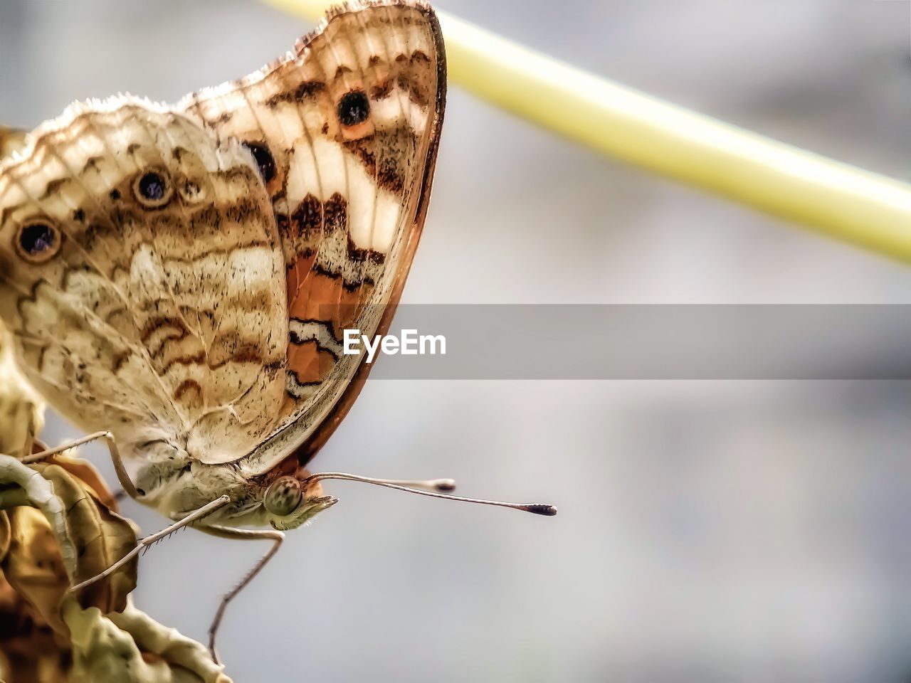 Close-up of butterfly perching outdoors