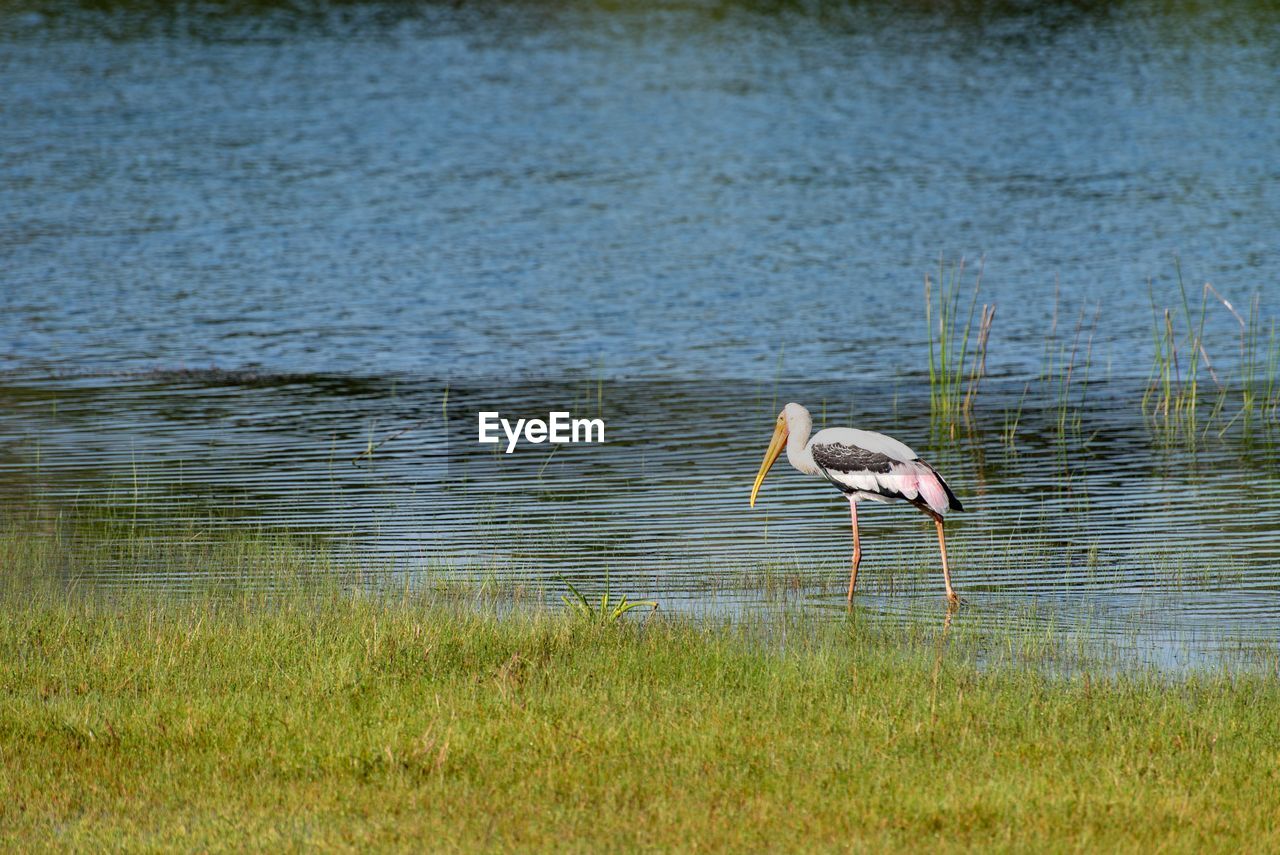 VIEW OF A BIRD ON A LAKE