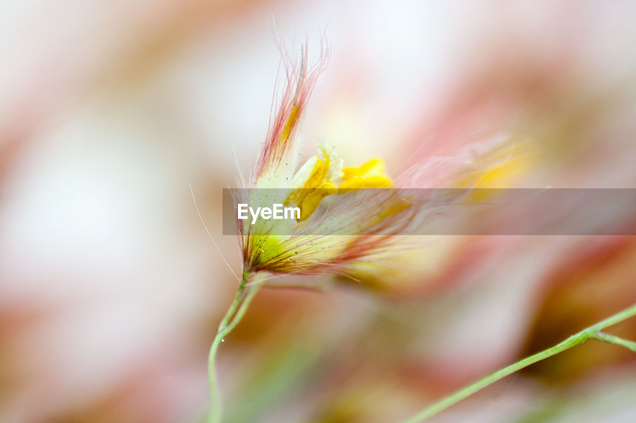 Macro shot of flower