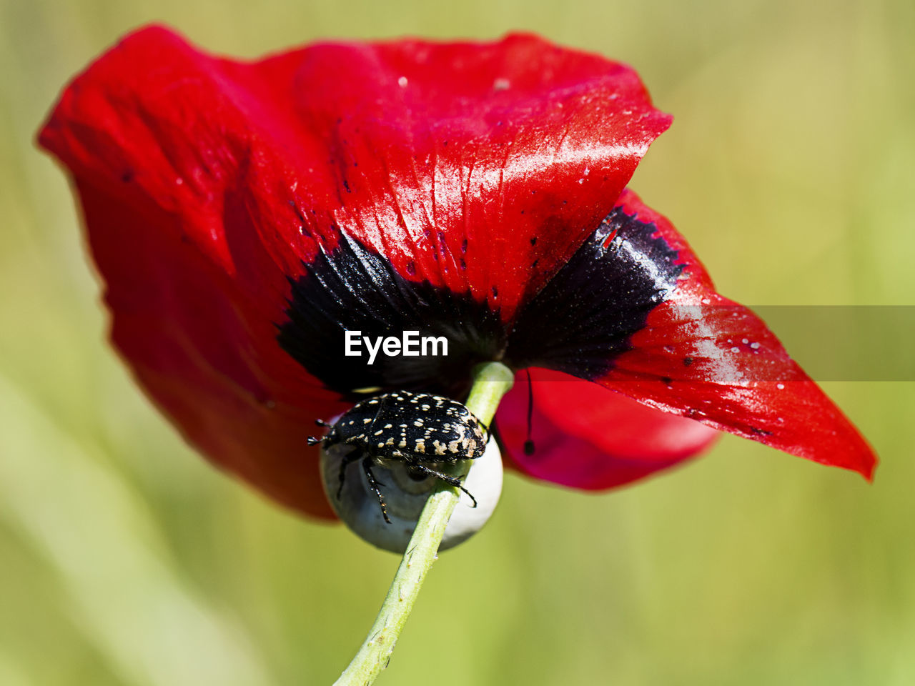 Close-up of insect on red flower