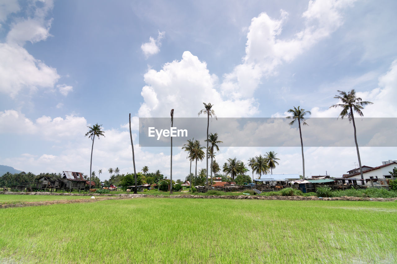 sky, cloud, plant, palm tree, tropical climate, field, environment, nature, grass, tree, land, rural area, landscape, beauty in nature, agriculture, coconut palm tree, paddy field, scenics - nature, no people, travel destinations, environmental conservation, sport venue, day, outdoors, tranquility, green, travel, wind, horizon, rural scene, plain, architecture, windmill, tranquil scene, social issues, water, tourism, non-urban scene, idyllic