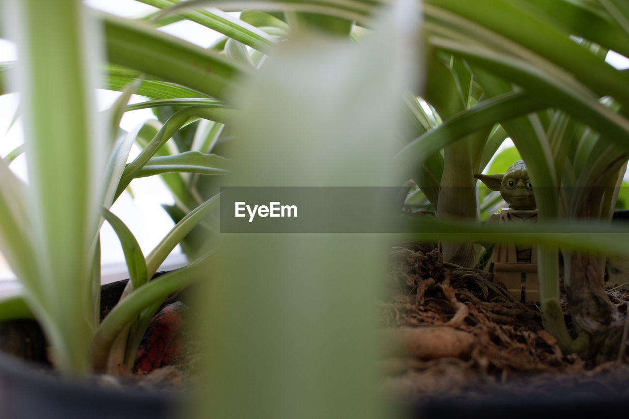 CLOSE-UP OF PLANTS GROWING ON LAND