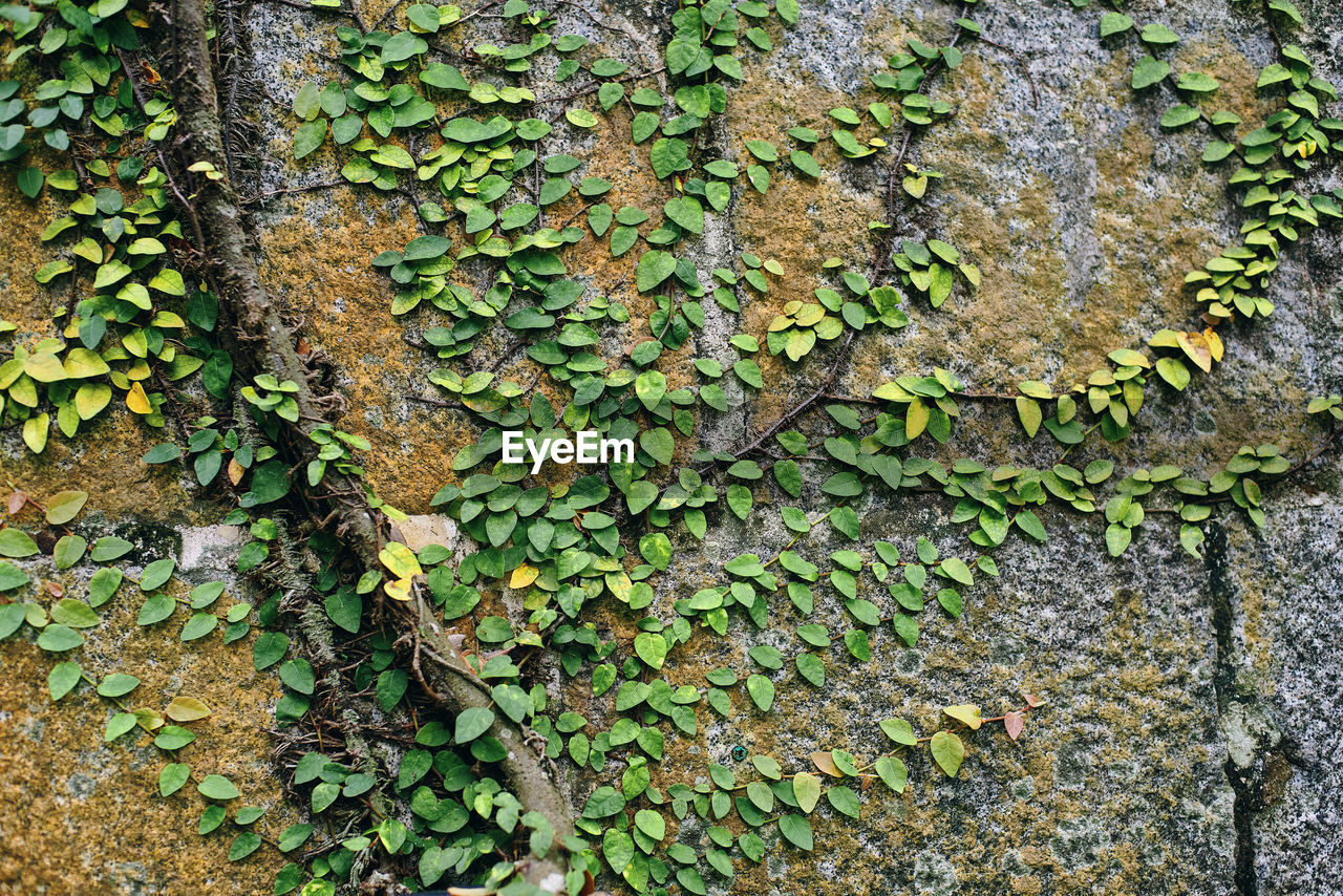 CLOSE-UP OF IVY ON WALL