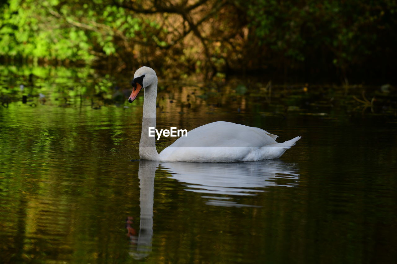 animal themes, animal wildlife, nature, wildlife, animal, water, reflection, bird, lake, swan, one animal, water bird, ducks, geese and swans, no people, swimming, beauty in nature, beak, day, white, outdoors, waterfront, mute swan, duck, goose