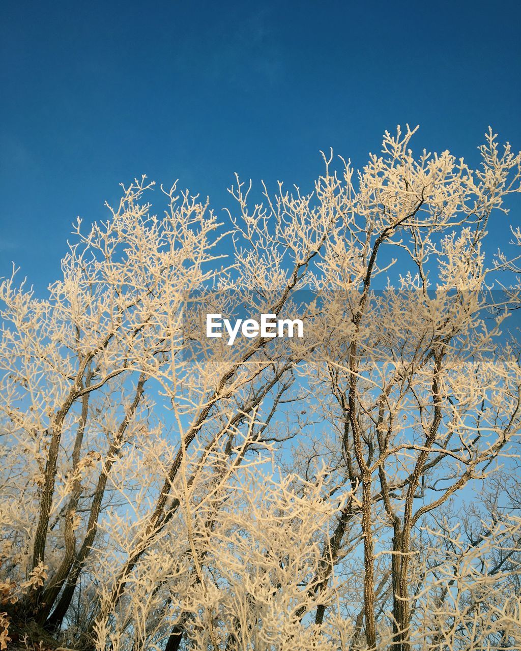 Low angle view of flower tree against blue sky