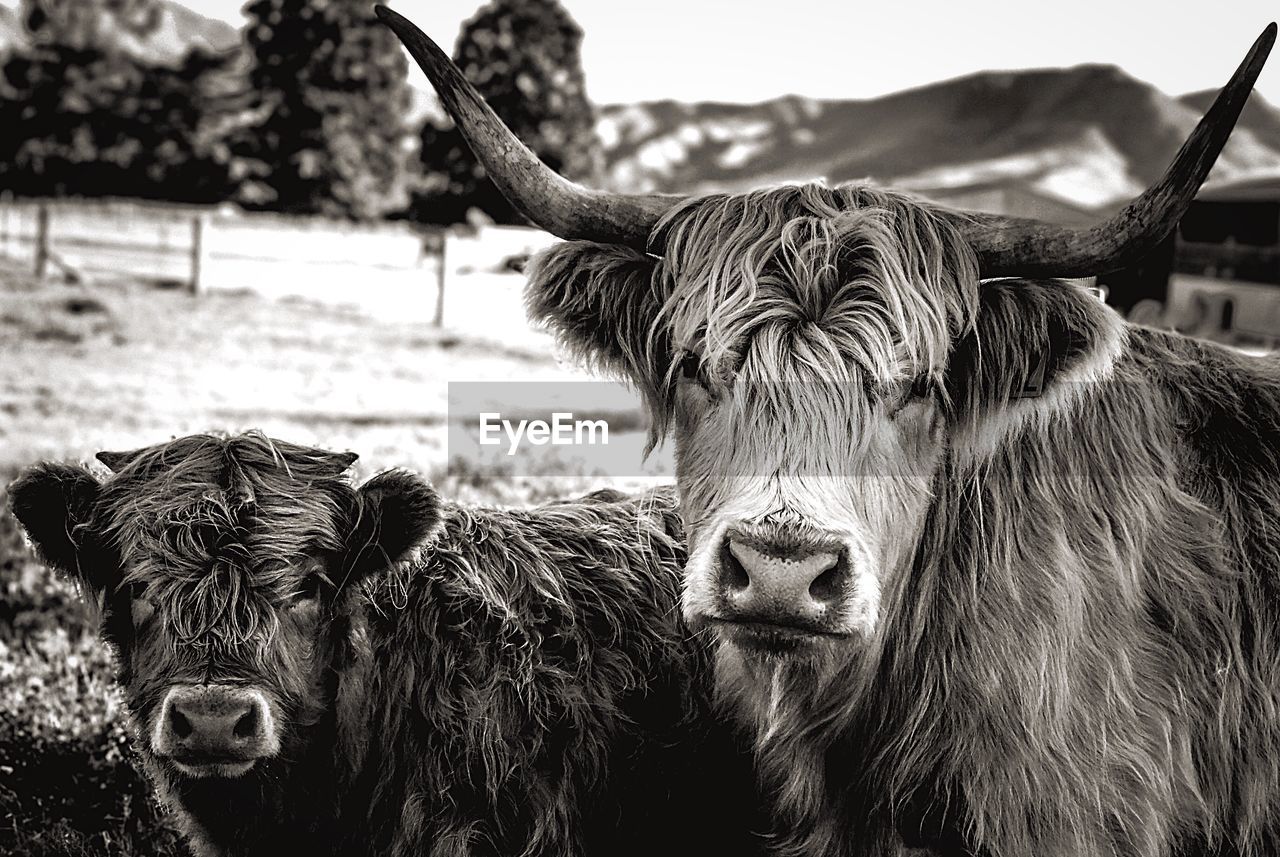 CLOSE-UP PORTRAIT OF COW ON FARM