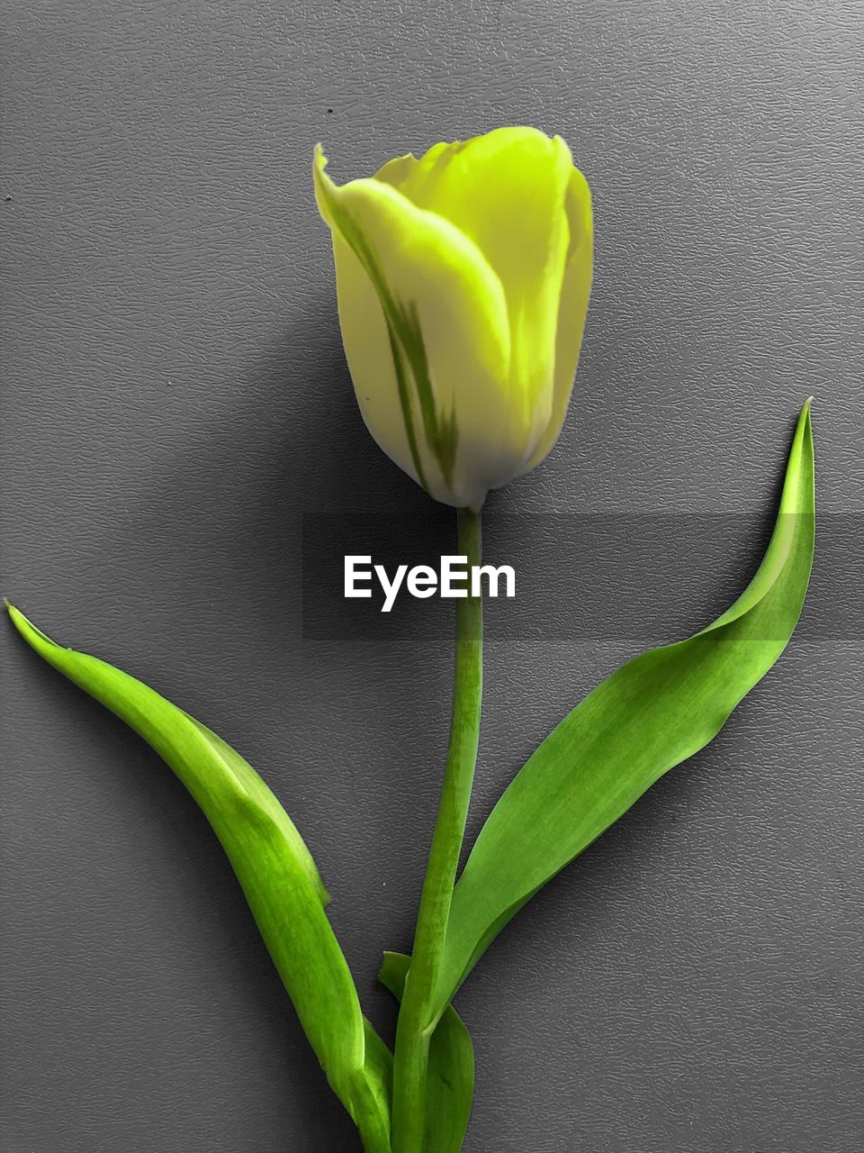 CLOSE-UP OF YELLOW TULIPS