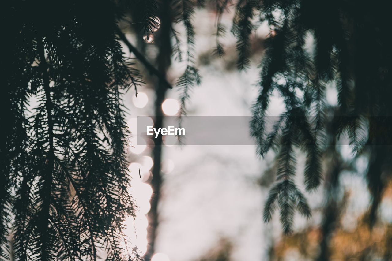 Low angle view of pine trees in forest