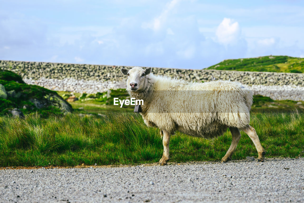 SIDE VIEW OF SHEEP STANDING IN FIELD