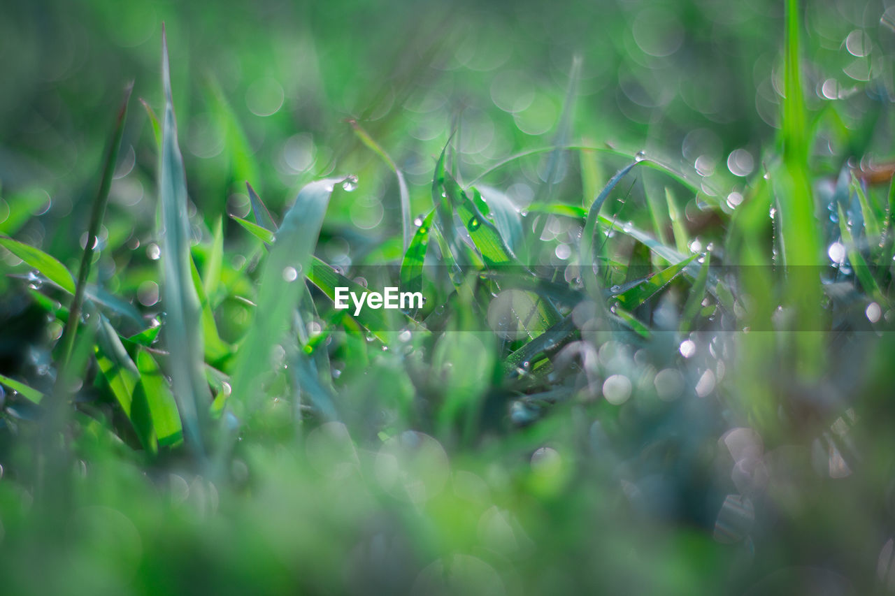 Close-up of raindrops on grass