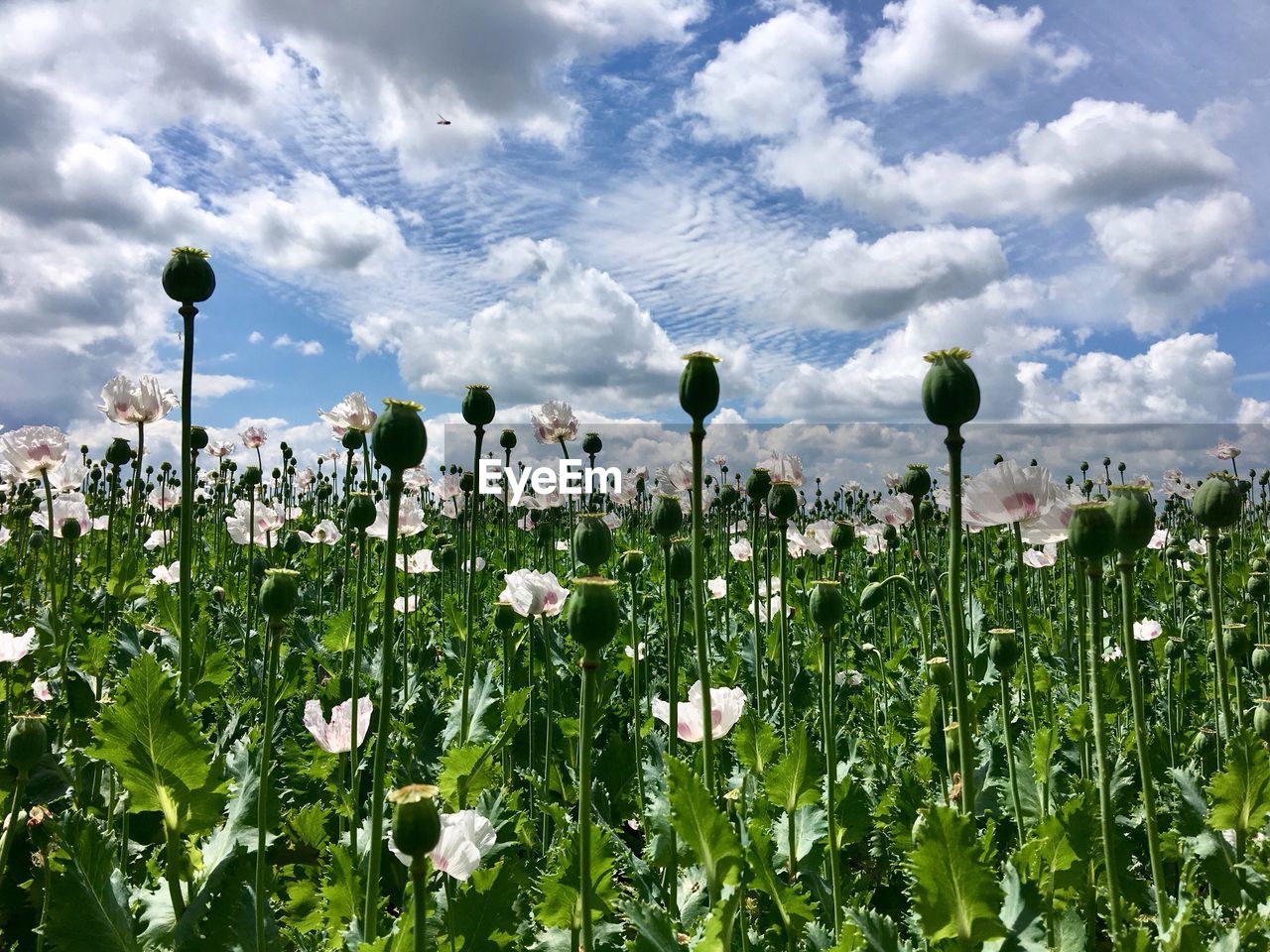 FLOWERS GROWING IN FIELD