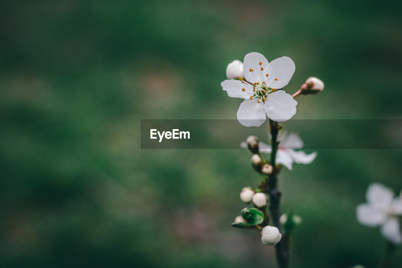 Close-up of white flowering plant