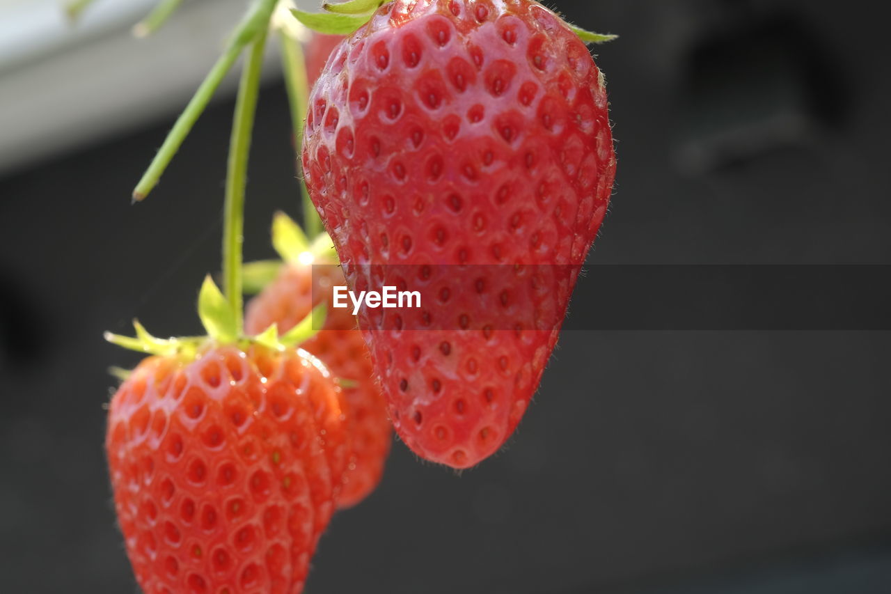 CLOSE-UP OF RED FRUIT