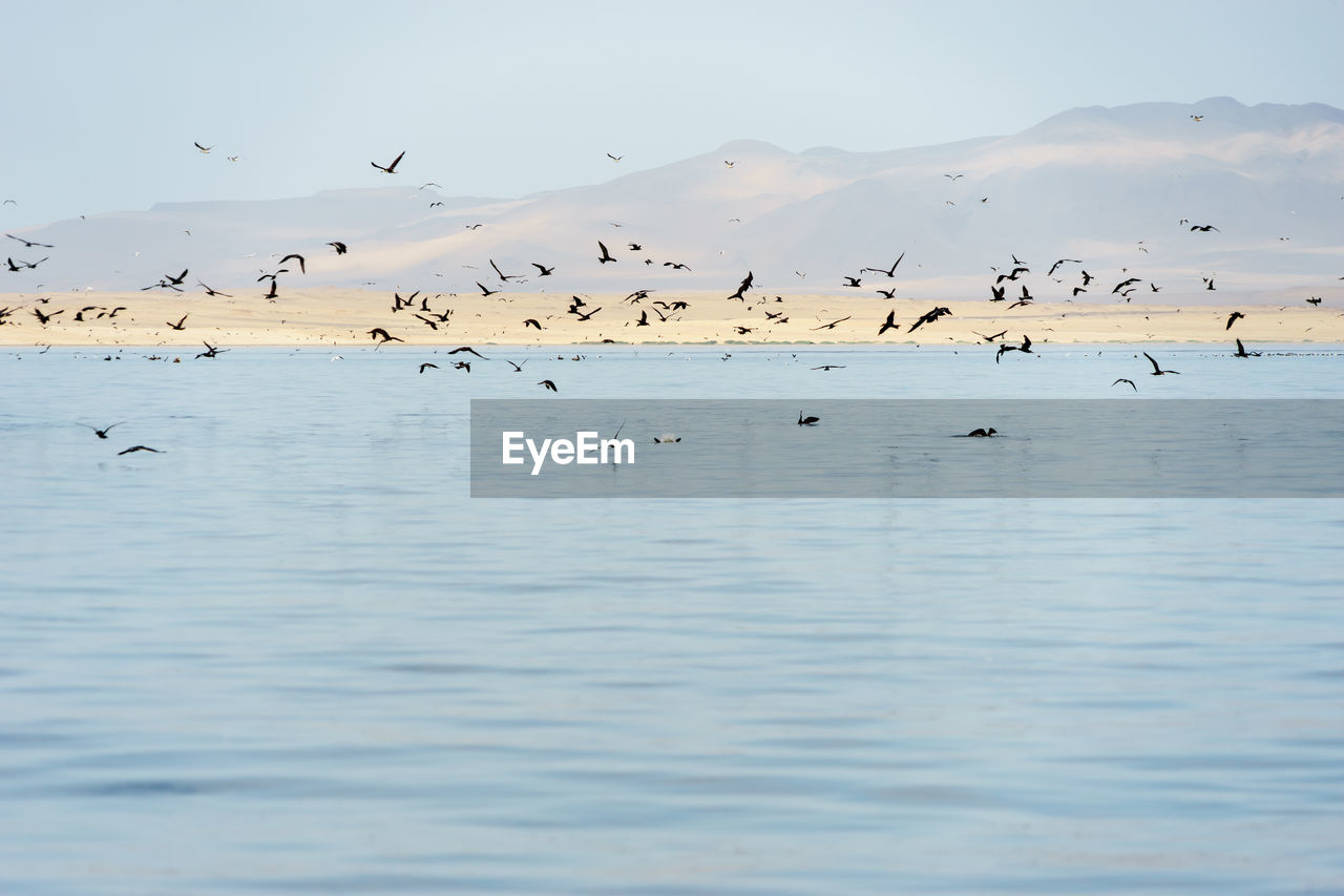 Scenic view of birds flying over sea against sky