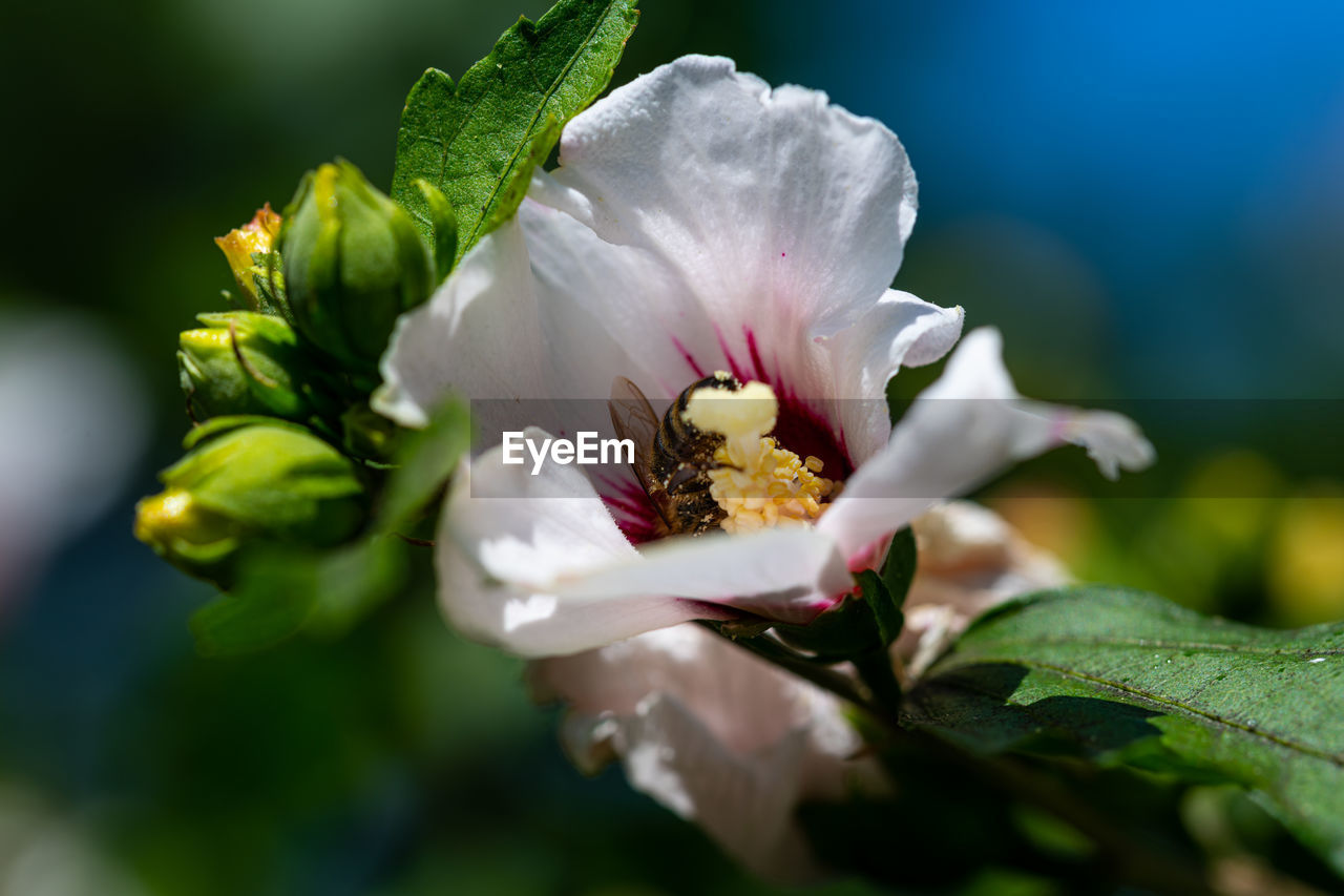 CLOSE-UP OF FRESH WHITE FLOWER WITH PINK ROSE