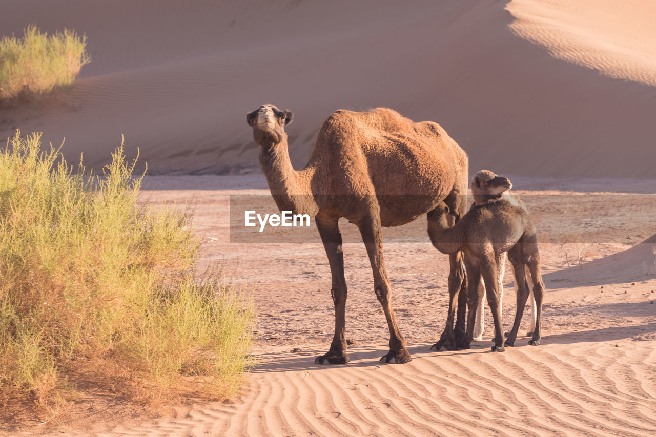 VIEW OF TWO HORSES IN DESERT