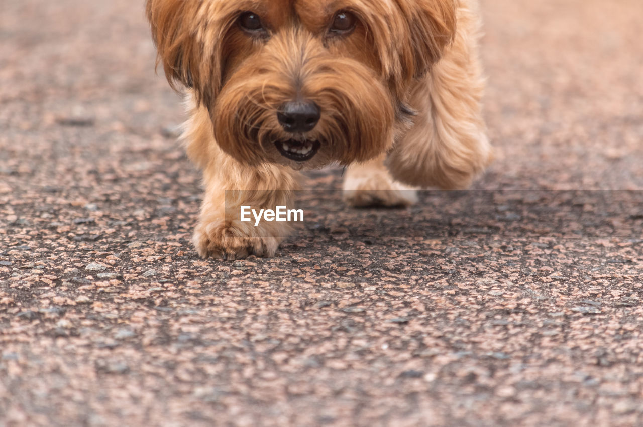 CLOSE-UP PORTRAIT OF A DOG ON THE GROUND