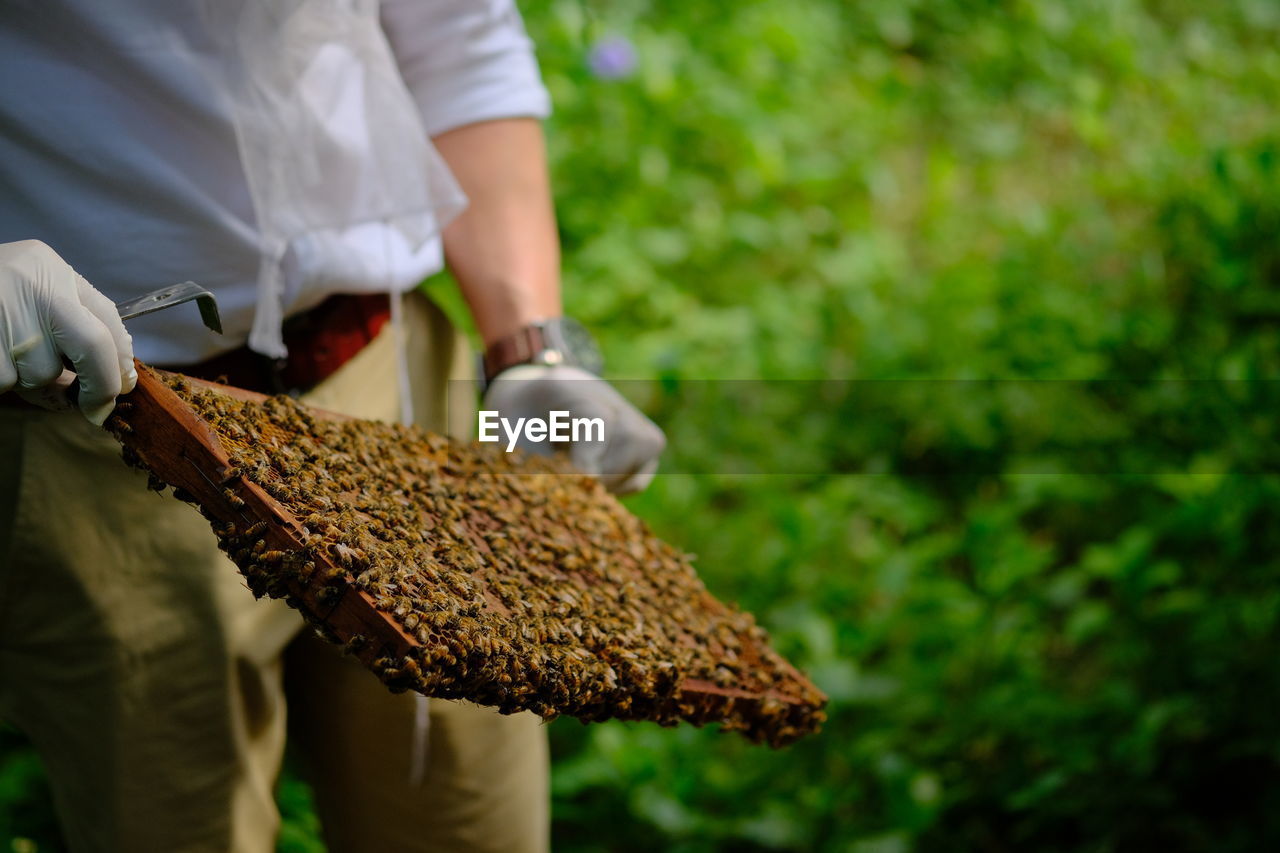 Honeycomb with bees and honey. man holding huge honeycomb in his hand with a lot of bees on it.