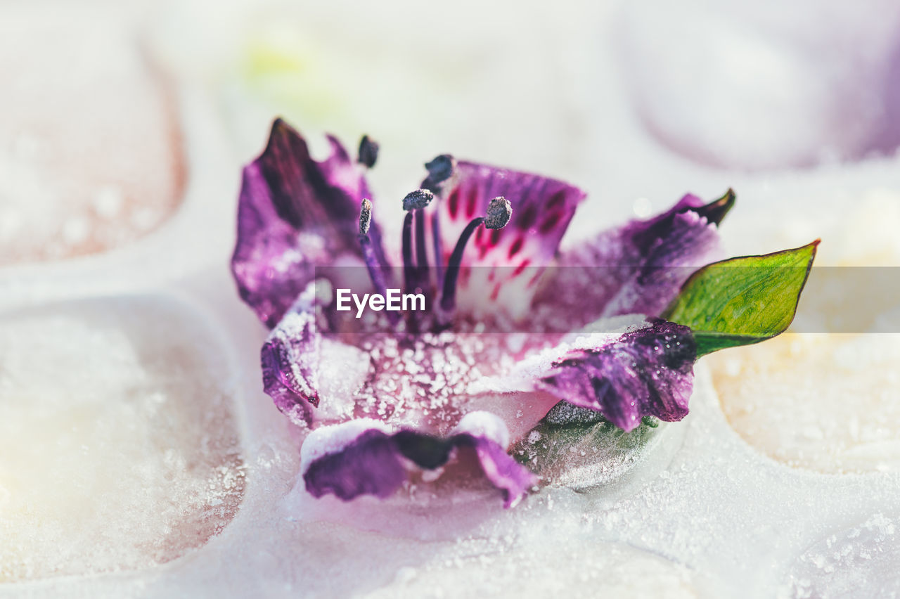 Frozen flowers in ice cubes on light background, floral ice