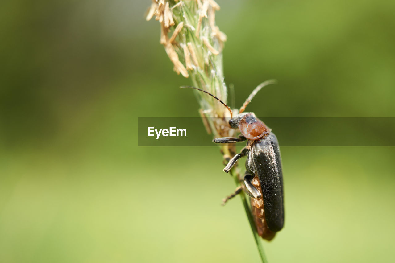 INSECT ON LEAF