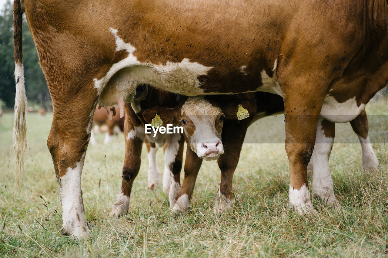 Cows standing in field