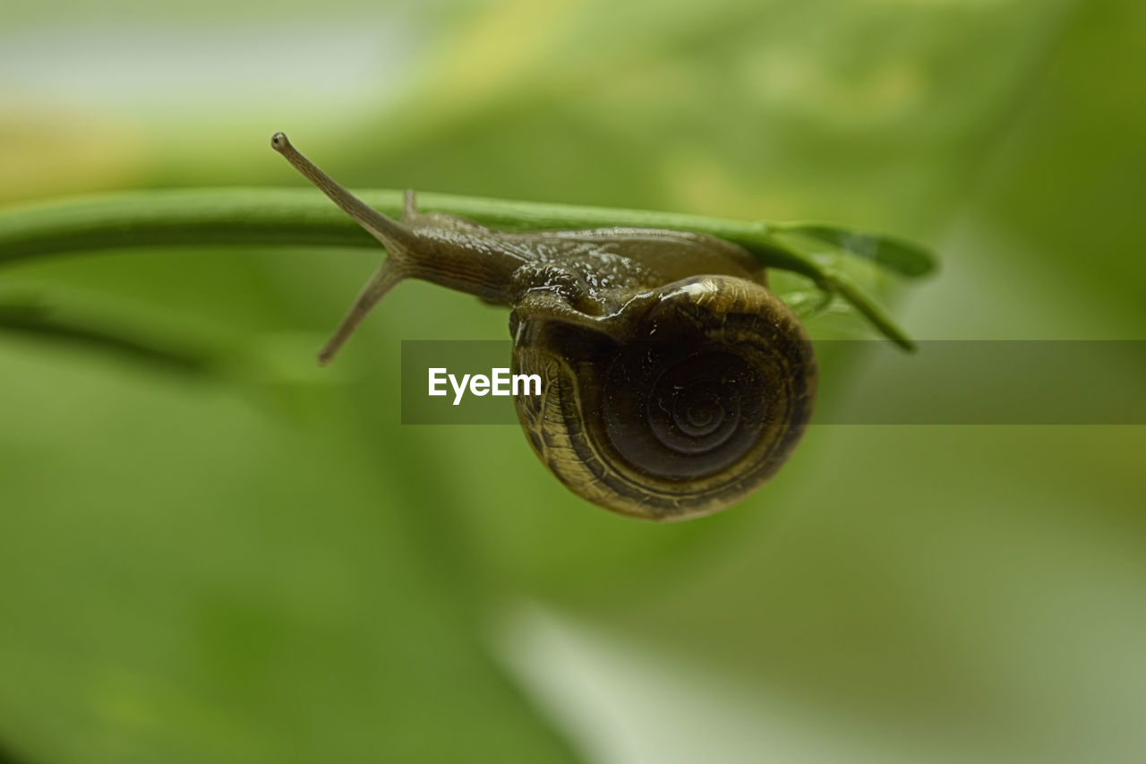 CLOSE-UP OF SNAIL