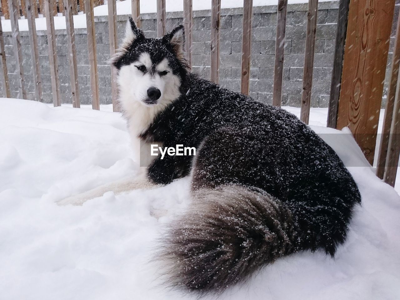 Siberian husky resting on snowfield