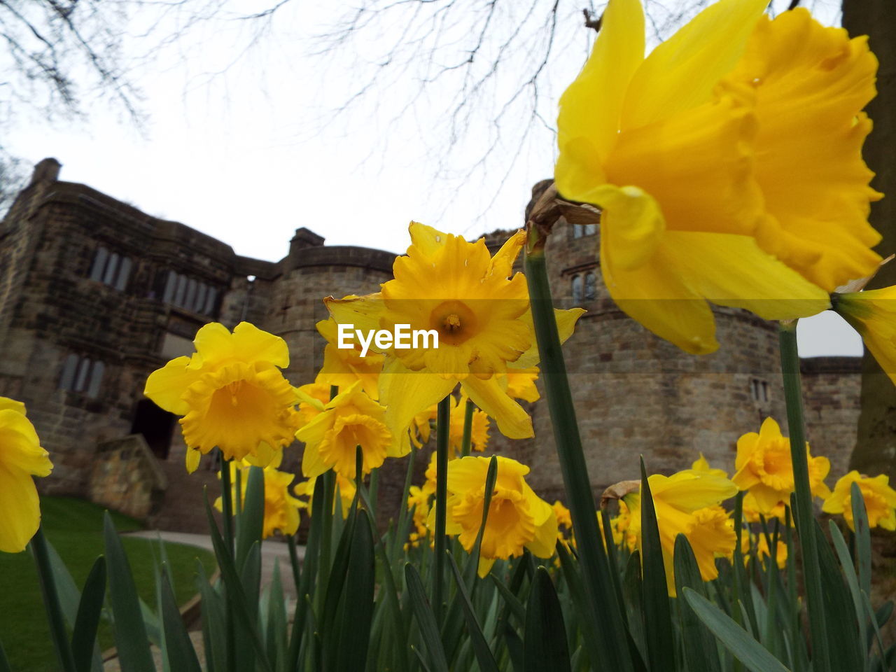 Close-up of yellow daffodil flowers blooming outdoors