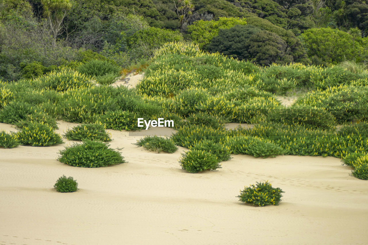 The te paki sand dunes on the northland peninsula of new zealand