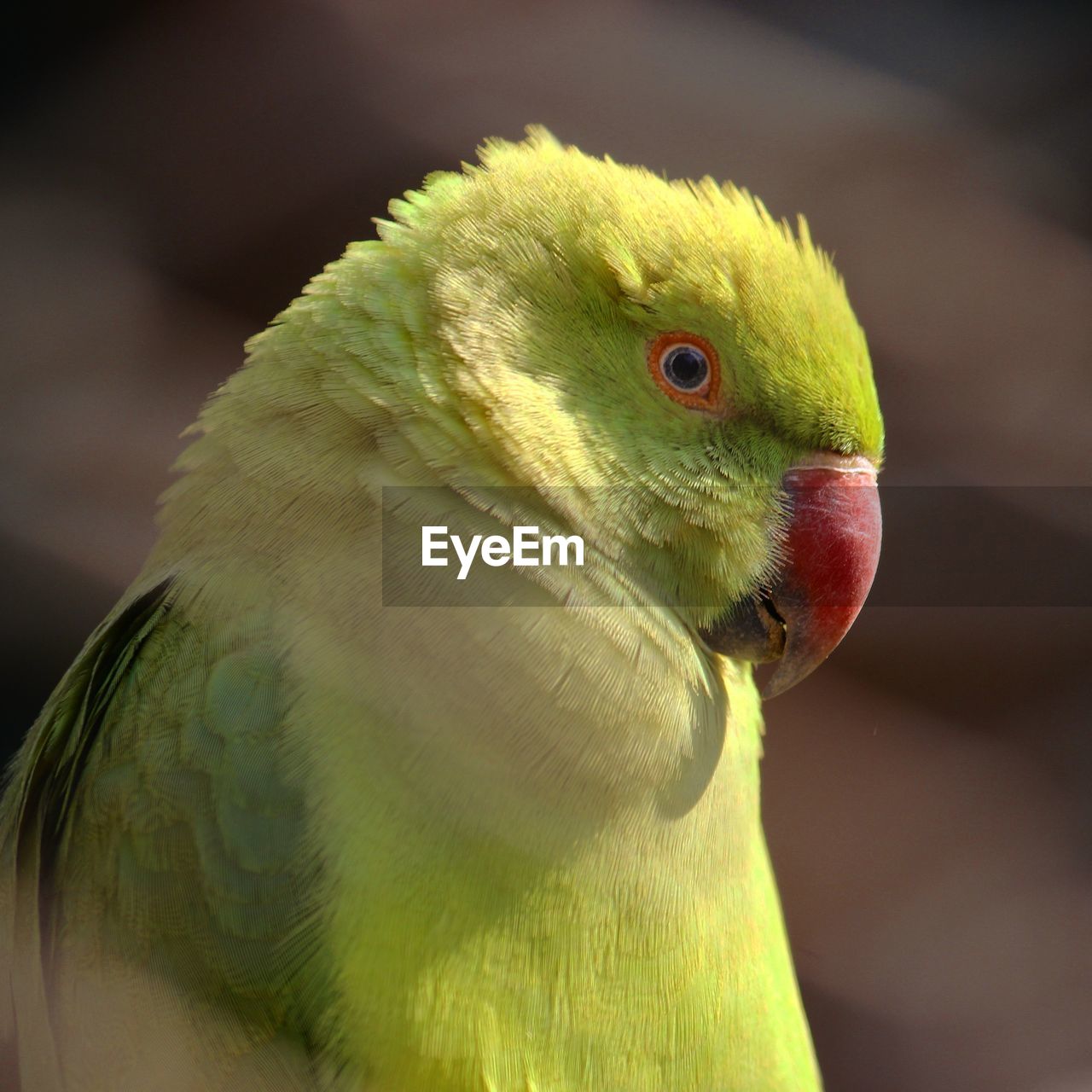 Close-up of parrot