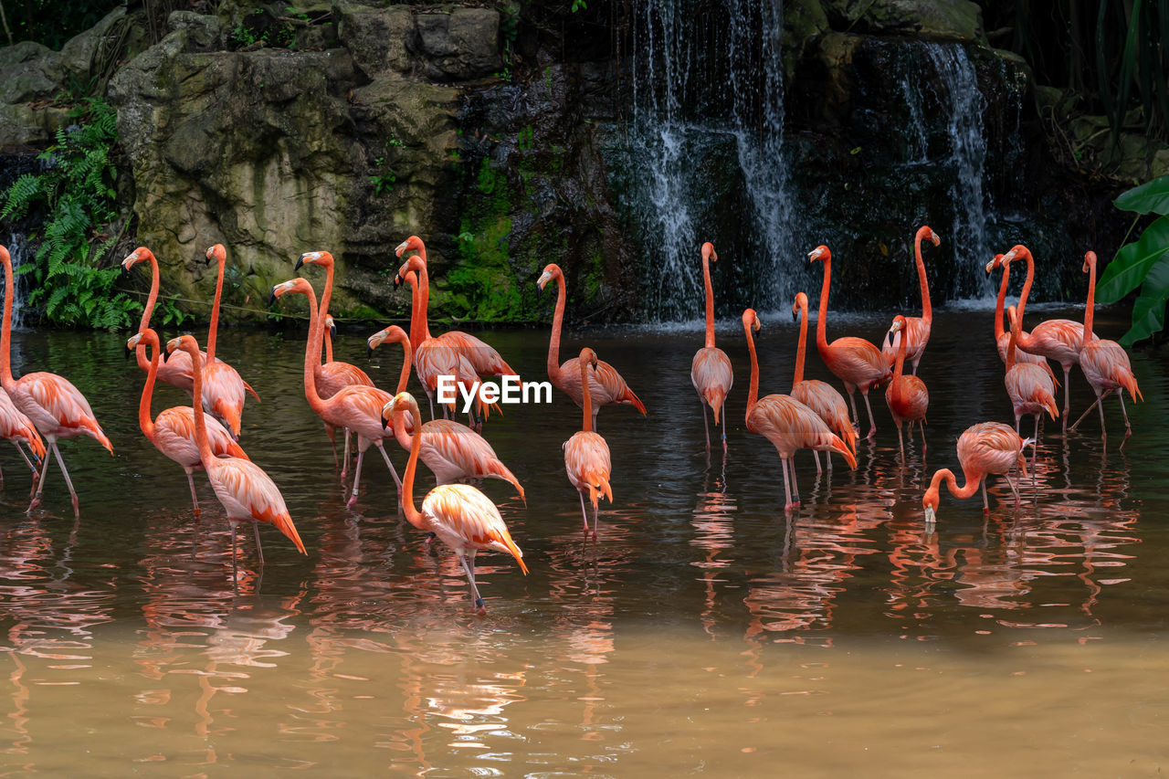 BIRDS IN LAKE