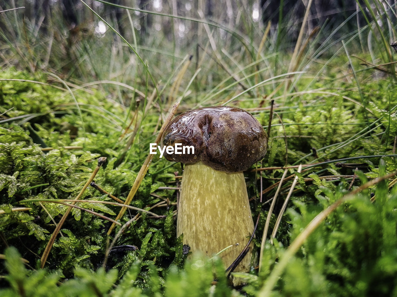 Stein pilz/ mushroom. 